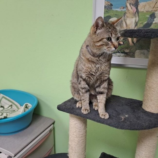 Kinder - Chat Européen à adopter