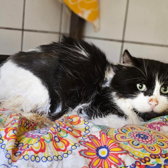 Lucky - Chat Européen à adopter