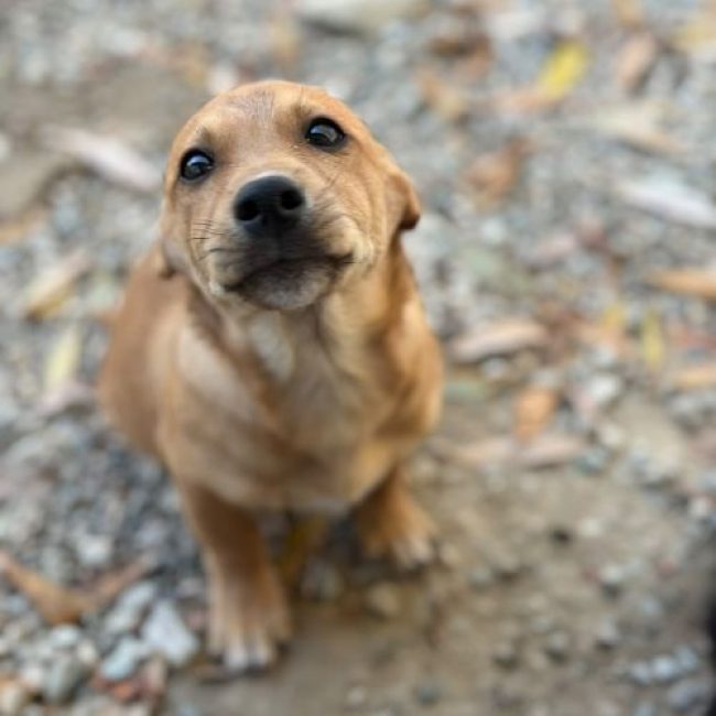 JASON - Chien à adopter