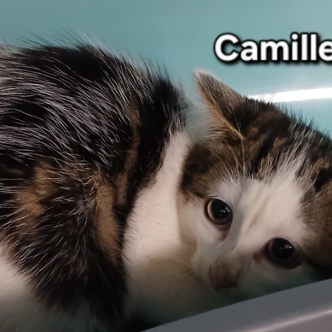 Camille - Chat Européen à adopter