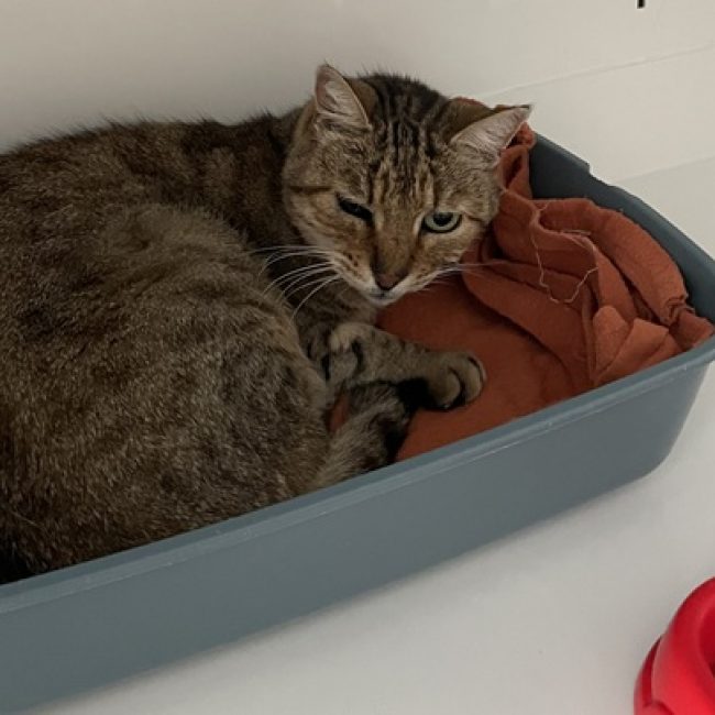 Cinto - Chat Européen à adopter