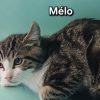 Melo