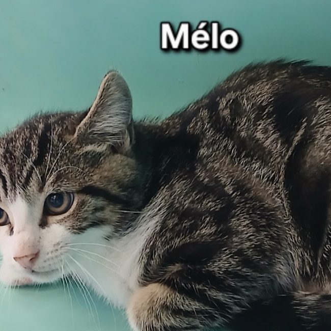 Melo