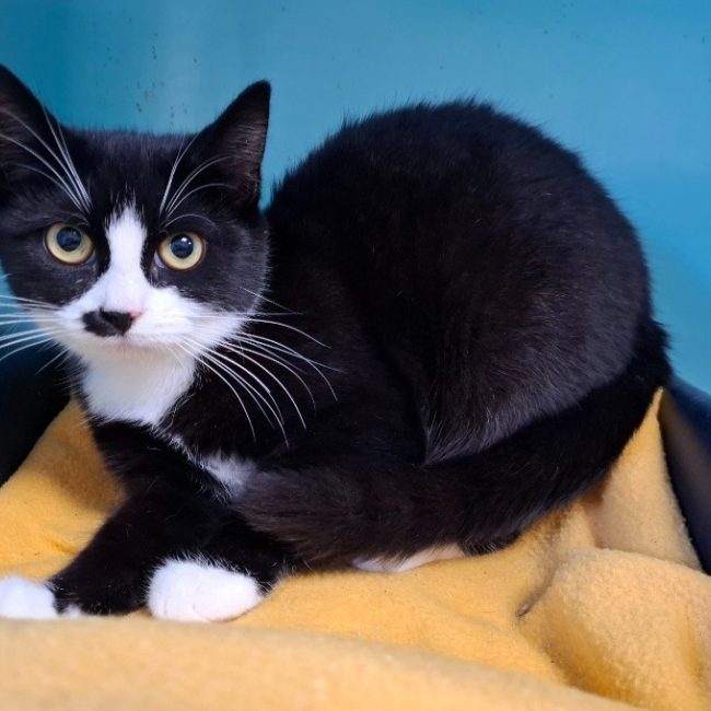 Merveille - Chat Européen à adopter