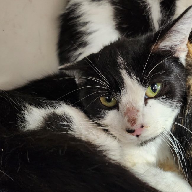 Arthur - Chat Européen à adopter