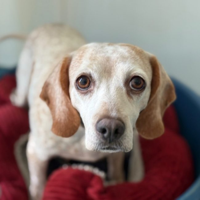 Esperanza réservé - Chien Beagle à adopter