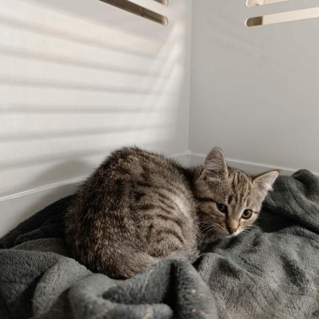 Boule - Chat Européen à adopter