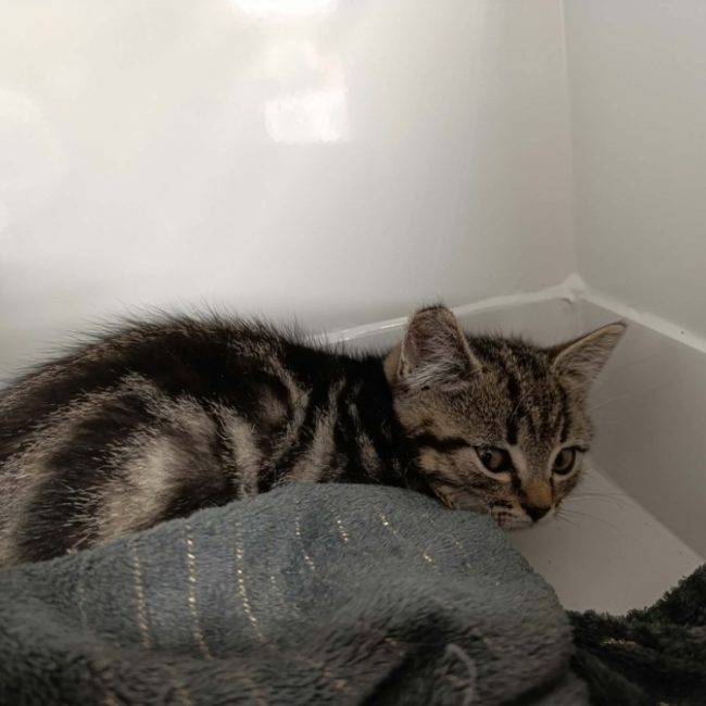 Belle - Chat Européen à adopter