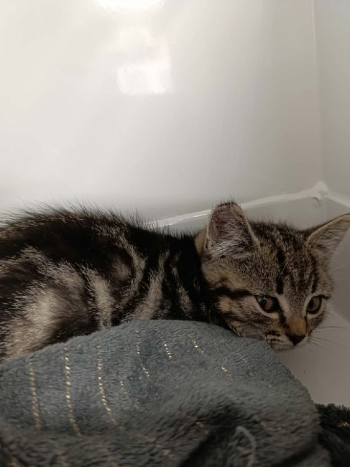Belle - Européen à adopter à Maubert-Fontaine (08)