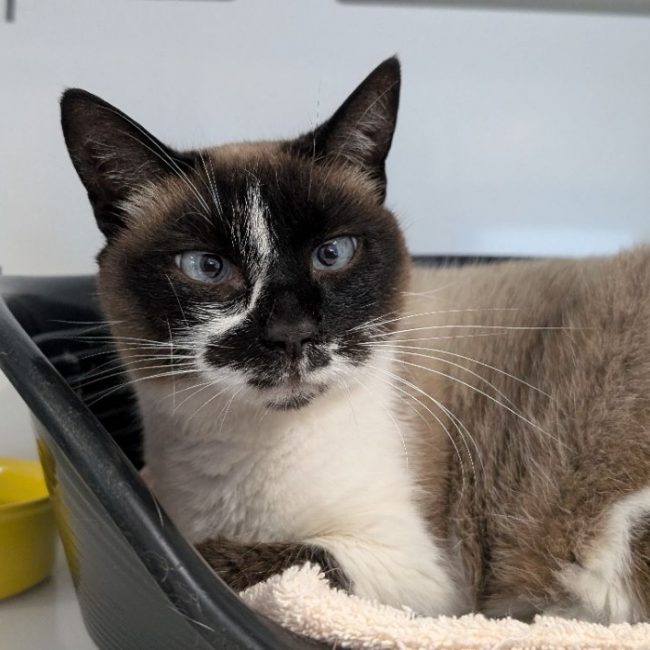 Émilia - Chat Européen à adopter