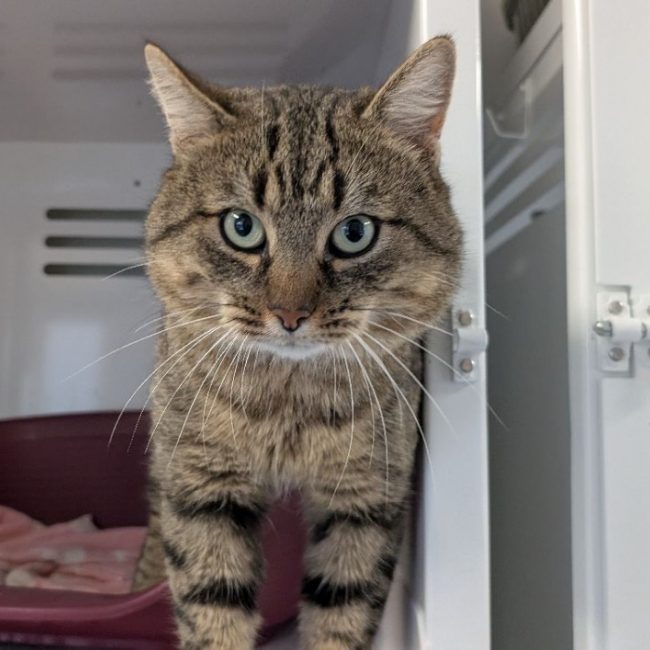 Austen - Chat Européen à adopter