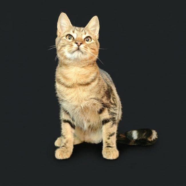 Torni dit ikea - Chat Européen à adopter