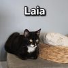 Laia