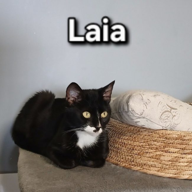 Laia - Chat Européen à adopter