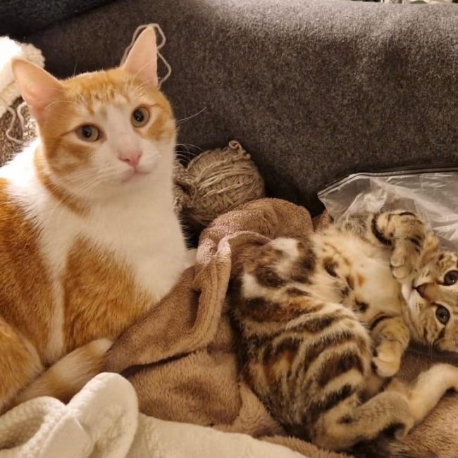 Miki & Mila - Chat à adopter