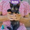 BEBE