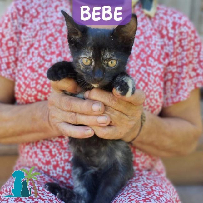 BEBE - Chat Européen à adopter