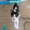 RAMSES