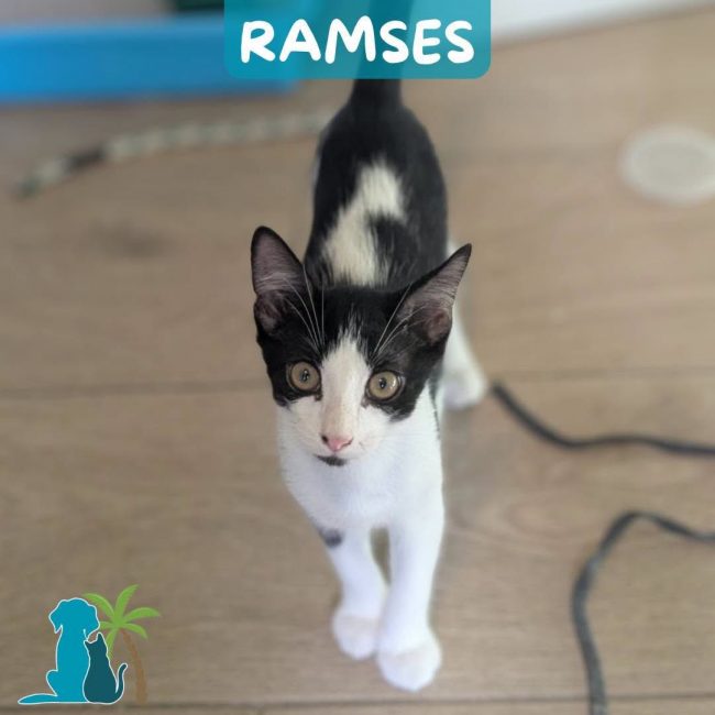 RAMSES - Chat Européen à adopter