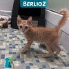 BERLIOZ