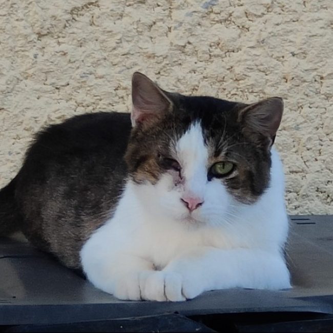 Marley - Chat Européen à adopter