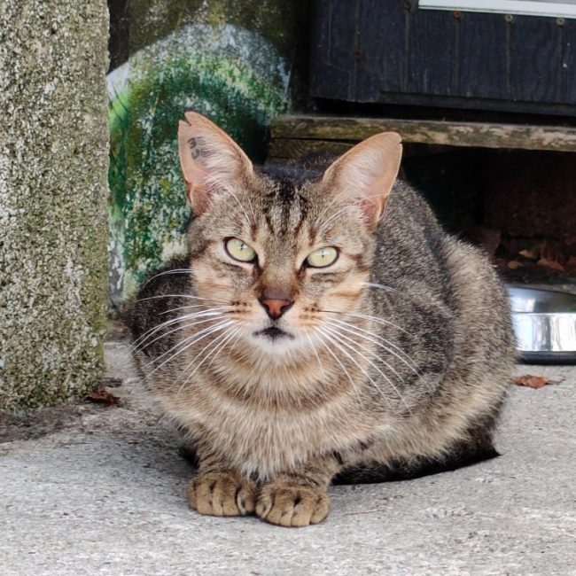 Aegee dit rasta - Chat Européen à adopter