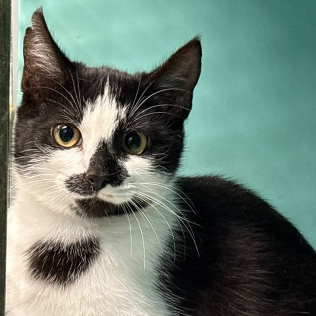 Marlon - Chat Européen à adopter