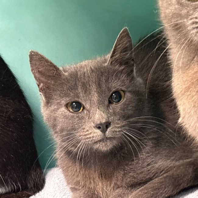 Jackson - Chat Européen à adopter