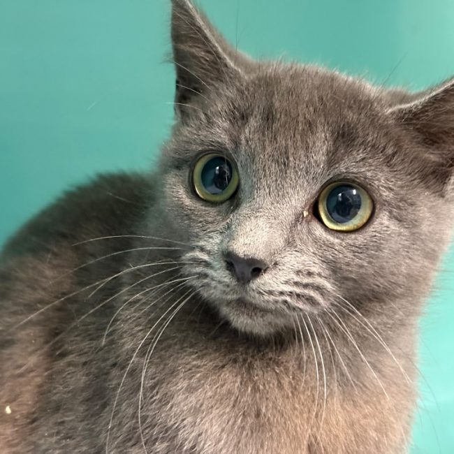 Janet - Chat Européen à adopter