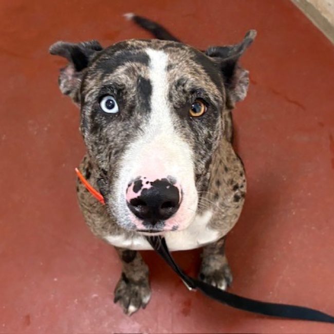 Tyla ex aline - Chien Bouledogue Américain à adopter