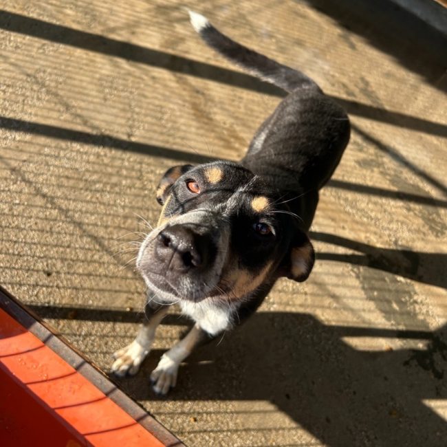 SAMI - Chien à adopter