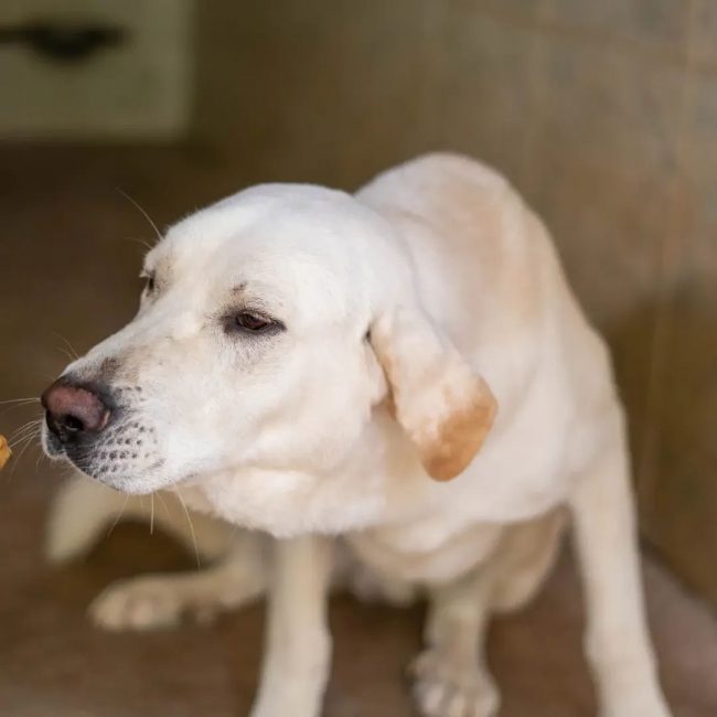 FITO - Chien à adopter
