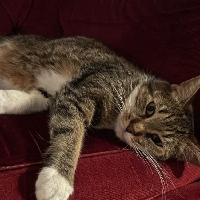 Faye - Chat Européen à adopter
