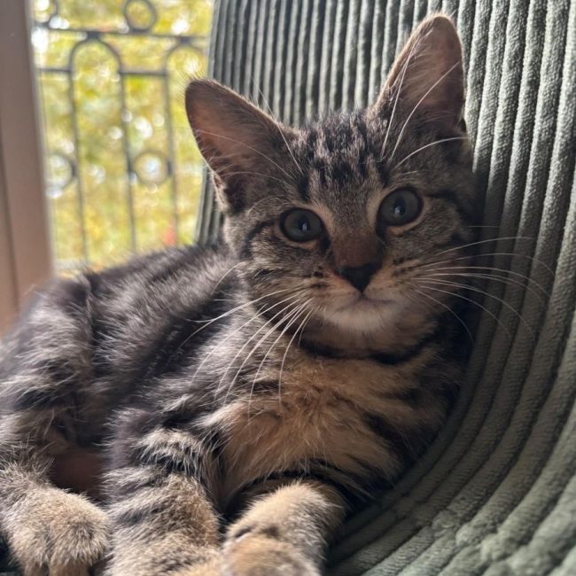 Jumbo - Chat Européen à adopter