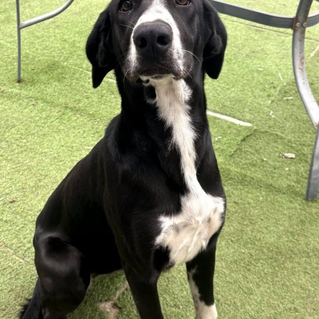 Belly - Chien à adopter