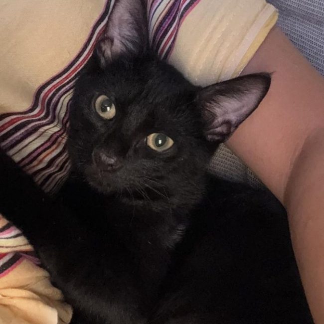 Mouwnny - Chat à adopter