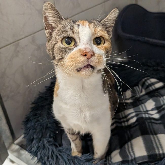 Panda - Chat Européen à adopter
