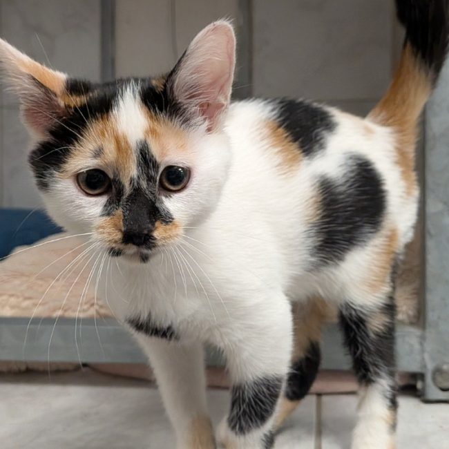 Andrea - Chat Européen à adopter