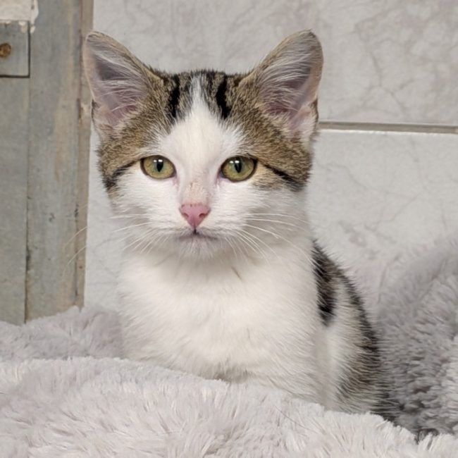 Wistiti - Chat Européen à adopter