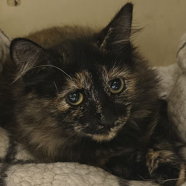 Daisy - Chat Européen à adopter