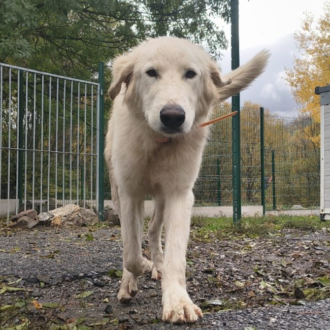 Benji - Chien Chien de montagne des Pyrénées à adopter