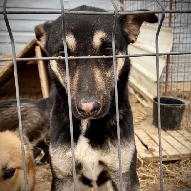 Diana - Chien à adopter