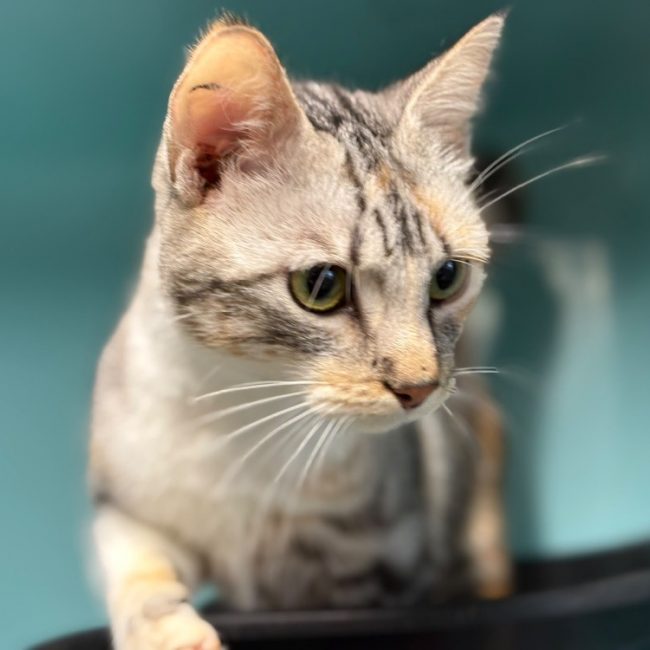 Farah - Chat Européen à adopter