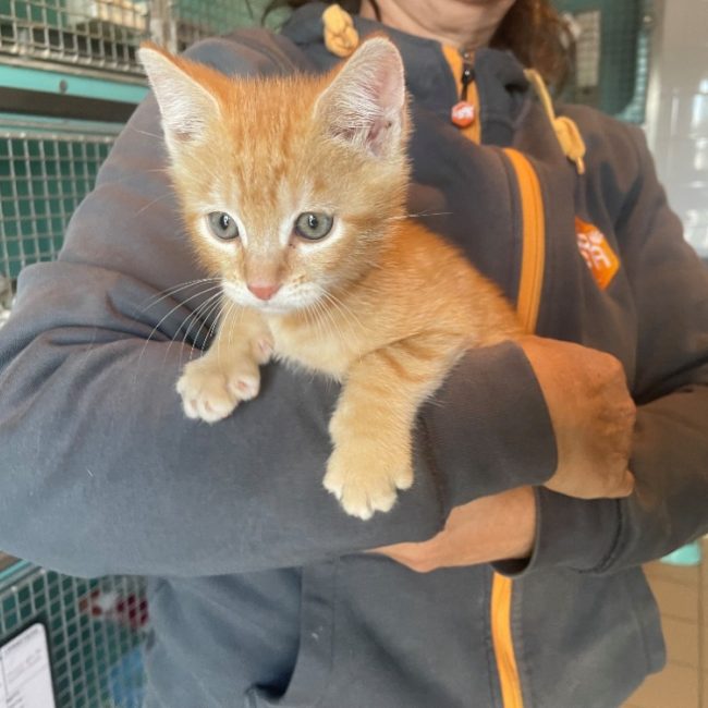 Miel - Chat Européen à adopter