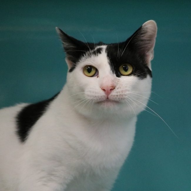 Bianco - Chat Européen à adopter