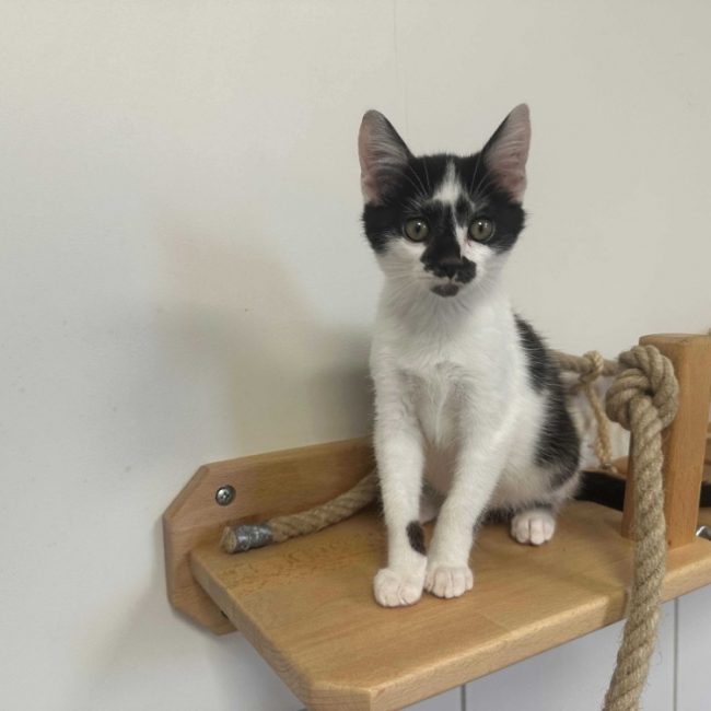 Basil - Chat Européen à adopter