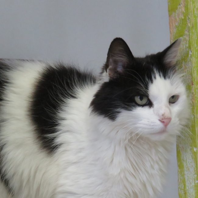 Malaga - Chat Européen à adopter