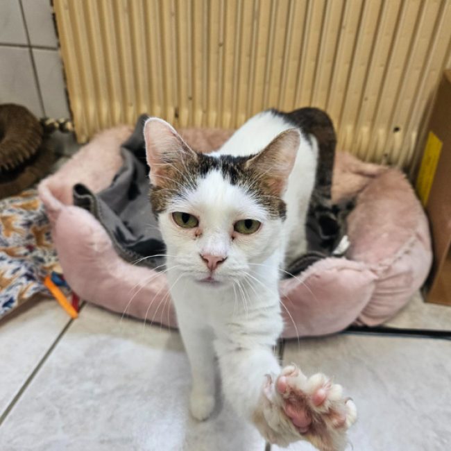 Cacahuete - Chat Européen à adopter