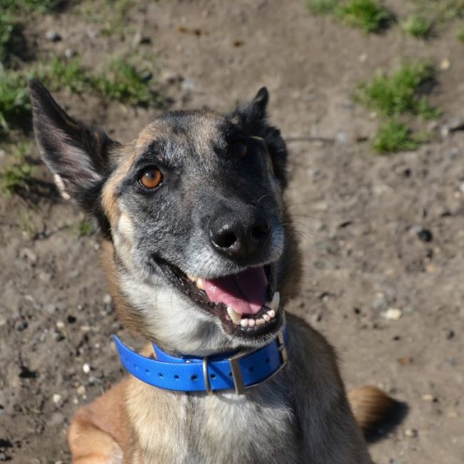 Pepita - Chien Berger Belge Malinois à adopter