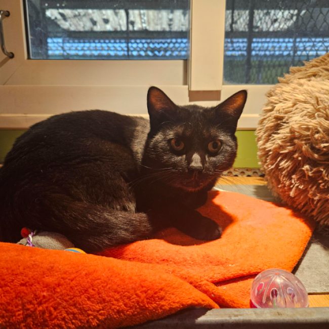 Kiki - Chat Européen à adopter